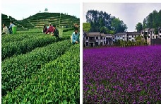 南川區(qū)大觀生態(tài)農(nóng)業(yè)微型企業(yè)孵化園