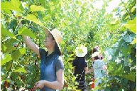 梁平縣屏錦鎮(zhèn)微型企業(yè)孵化園